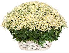 Цветочная композиция из Ромашки в корзине #REPLACE_PRED# Ленинском Ставропольского края